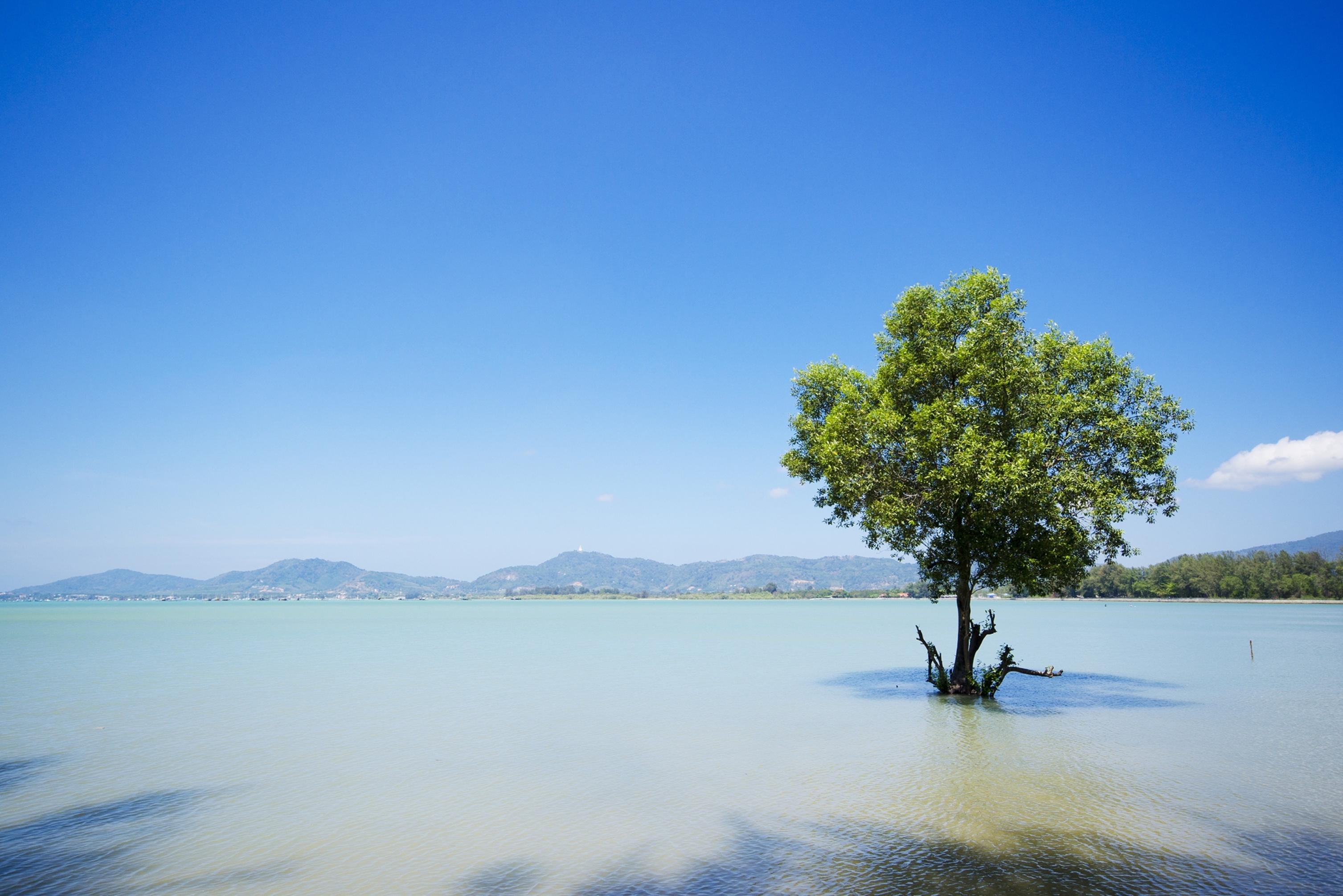 The Mangrove By Blu Monkey Phuket - Sha Extra Plus Panwa Beach Екстериор снимка